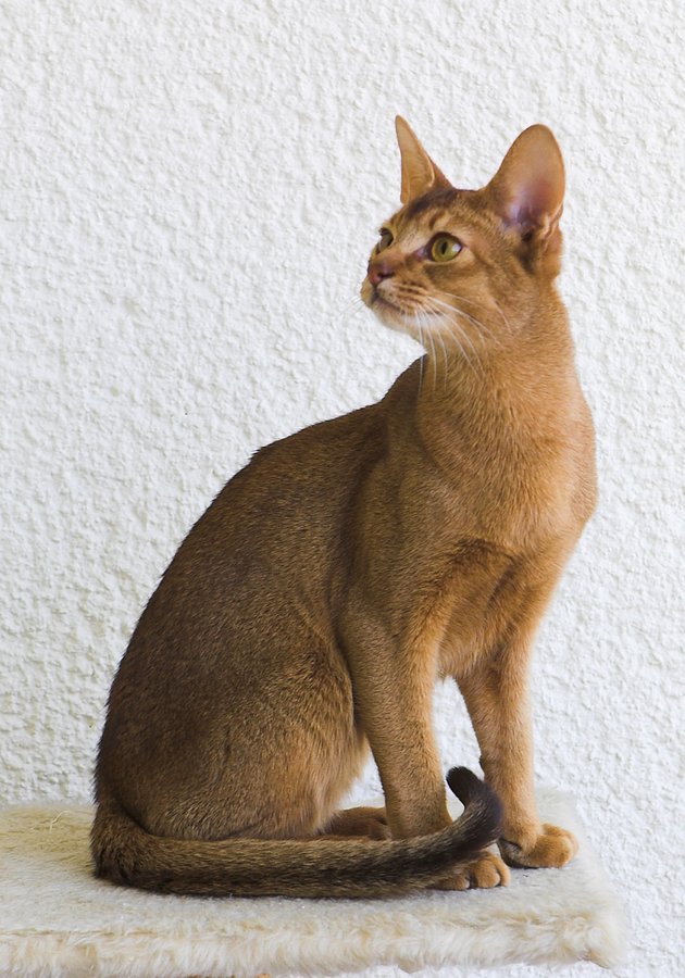 アビシニアン。赤褐色の被毛をもつ細身の猫の写真