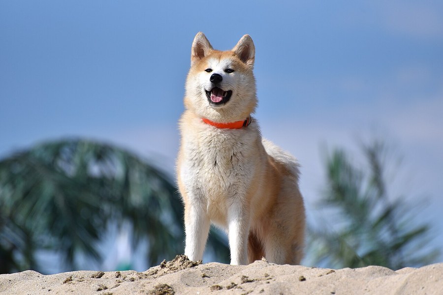 秋田犬。赤毛で立ち耳・巻き尾の大型犬が屋外に立っている写真