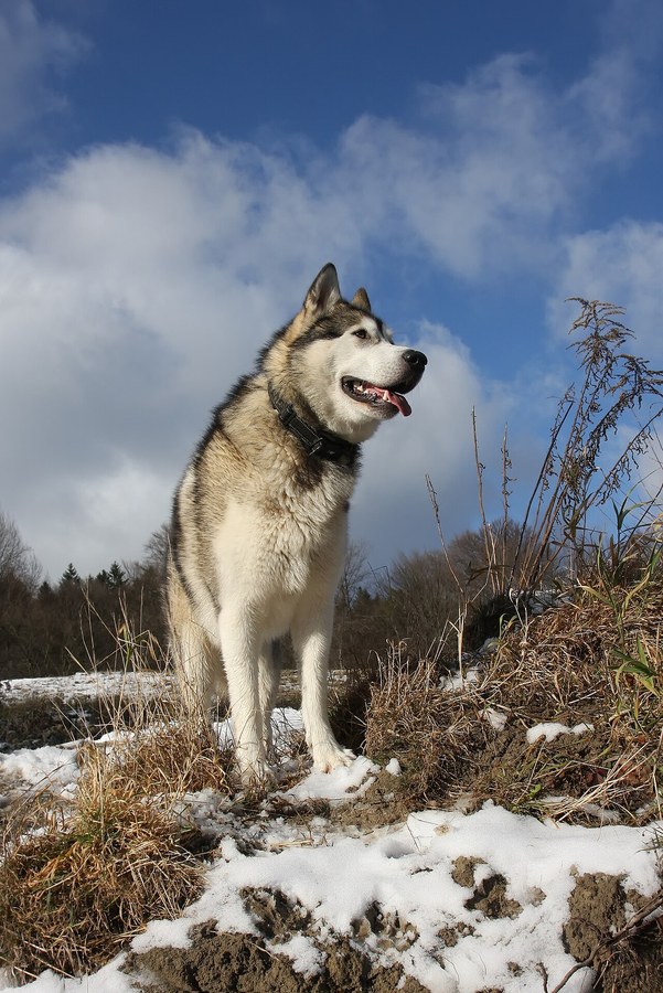 アラスカン・マラミュート。灰白色の厚い被毛をもつ大型犬が雪山に立つ写真