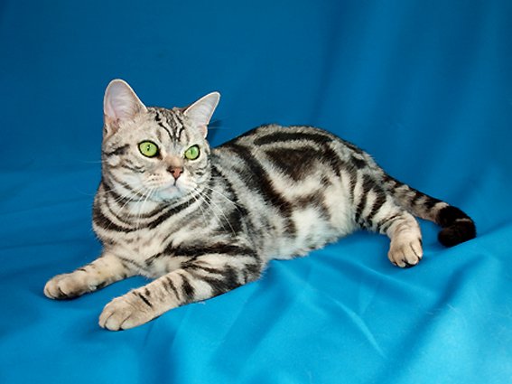 アメリカンショートヘア。銀色に黒い渦巻き模様をもつ猫の写真