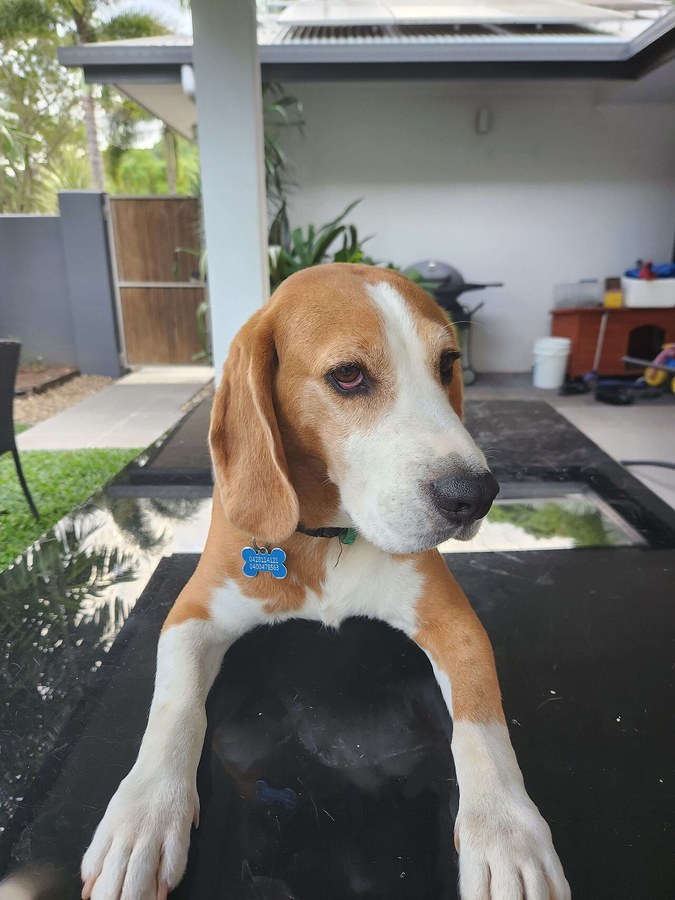 ビーグル。長い垂れ耳をもつ中型犬の写真