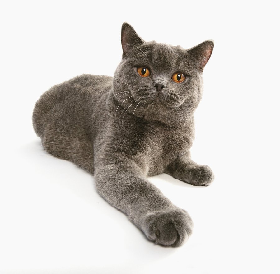 ブリティッシュショートヘア。丸顔で青灰色の被毛をもつ猫の写真