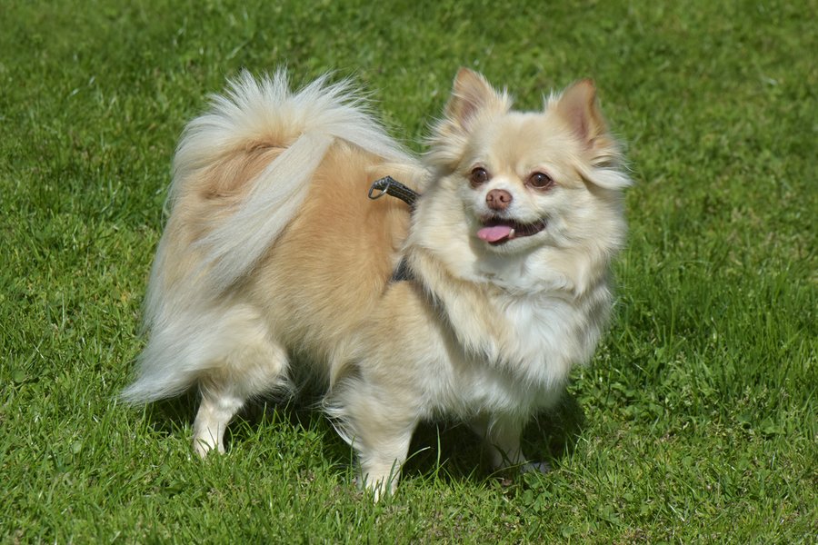 チワワ。大きな目と丸い頭をもつ超小型犬の写真