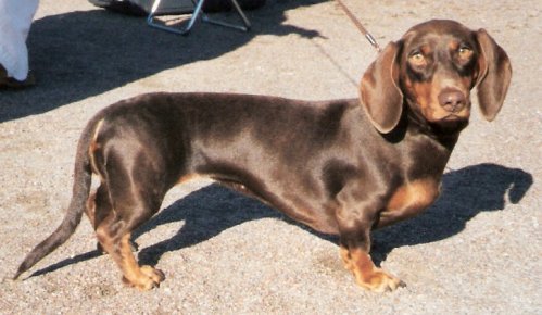 ミニチュア・ダックスフンド。胴が長く脚の短い犬の写真