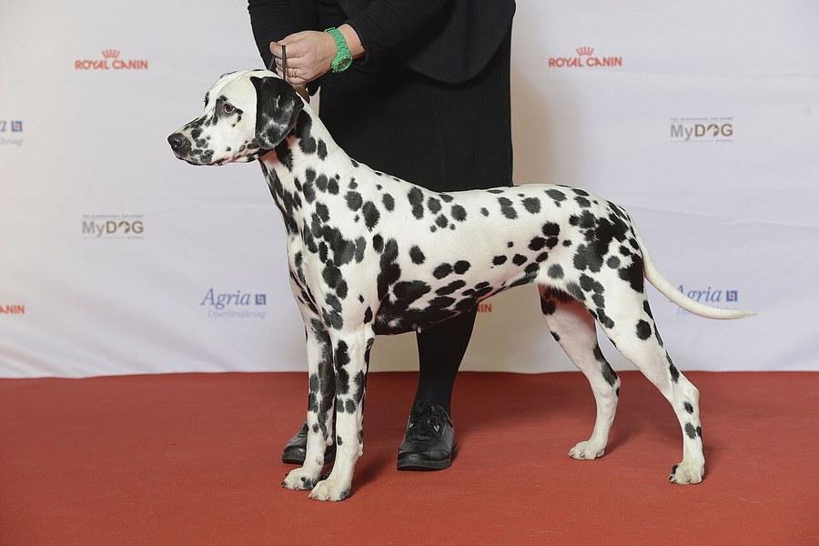 ダルメシアン。白地に黒い斑点をもつ中型犬が立っている写真