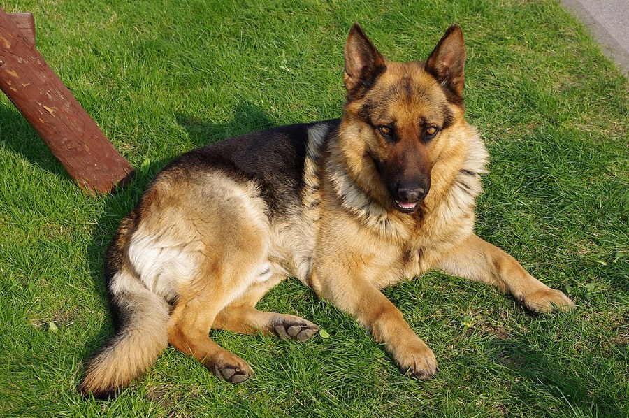 ジャーマン・シェパード・ドッグ。立ち耳で大型の犬が伏せている写真