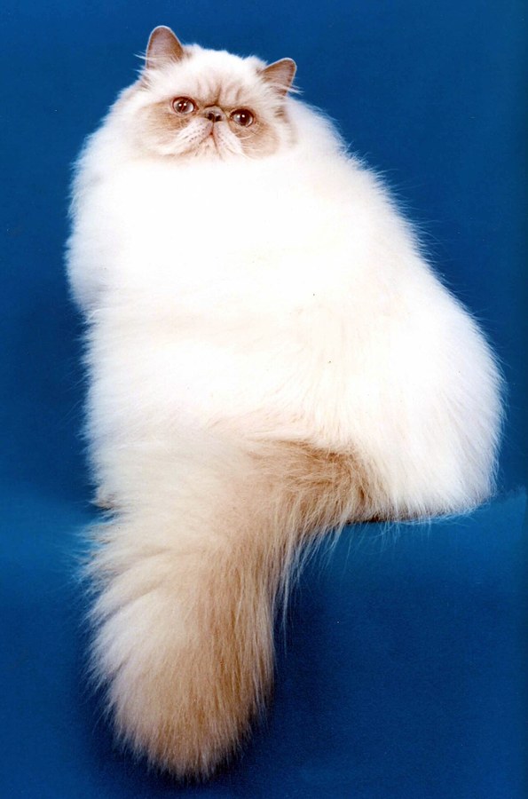 ヒマラヤン。白い長毛にポイントカラーをもつ猫の写真