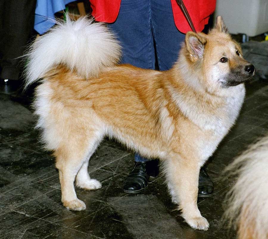 北海道犬。赤みのある被毛で立ち耳・巻き尾の中型犬が立つ写真