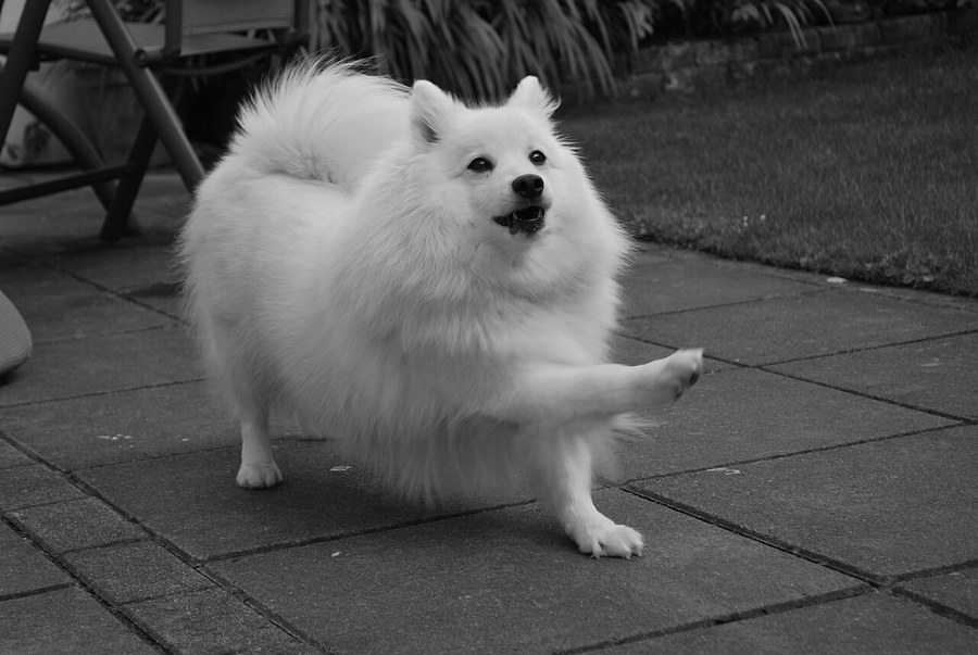 日本スピッツ。白い長毛でとがった口をもつ小型犬の写真