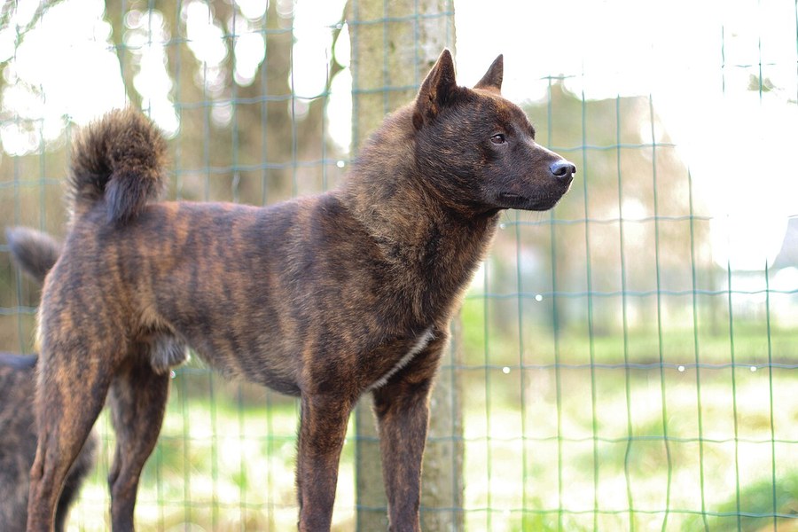 甲斐犬。黒褐色の虎毛をもつ中型犬が立っている写真