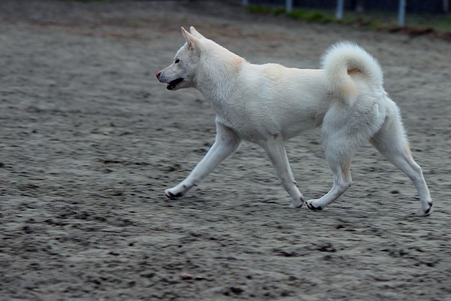 紀州犬。白い被毛の中型犬が浜辺を歩く写真
