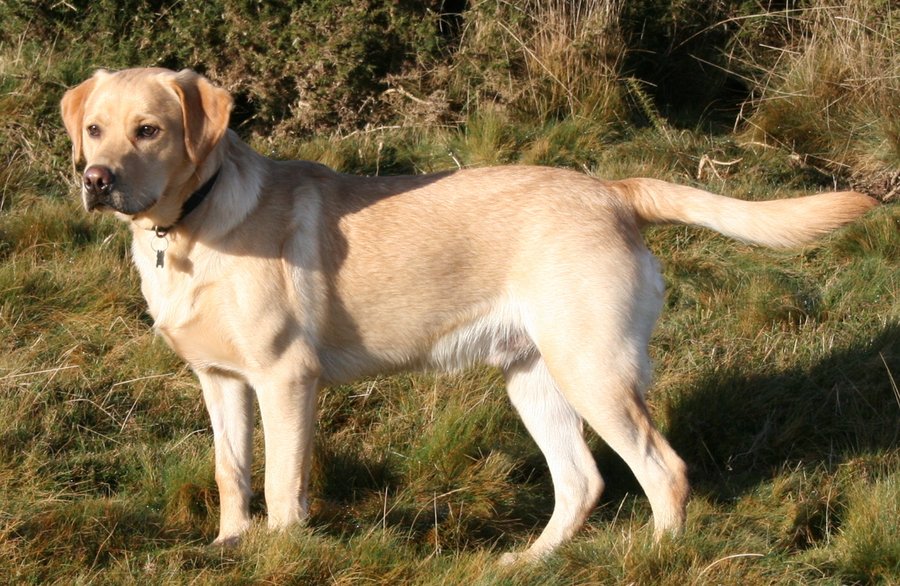 ラブラドール・レトリーバー。短毛の大型犬の写真