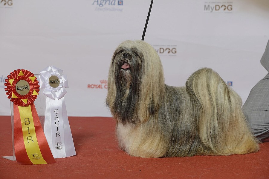 ラサ・アプソ。床まで届く長毛をもつ小型犬の写真