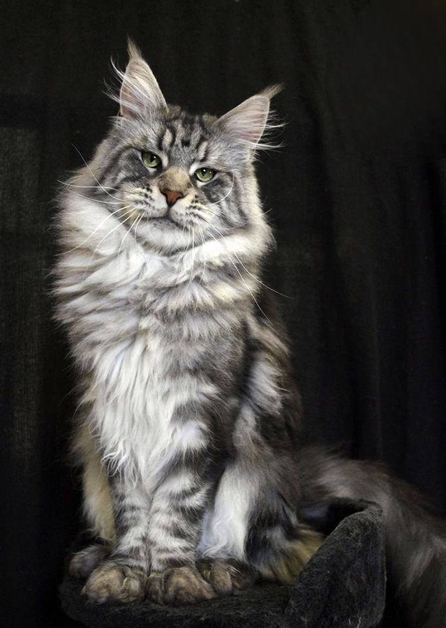 メインクーン。大型で長毛の猫の写真
