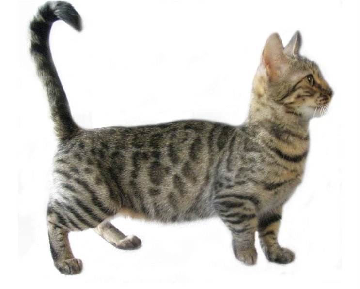 マンチカン。脚の短い猫の写真