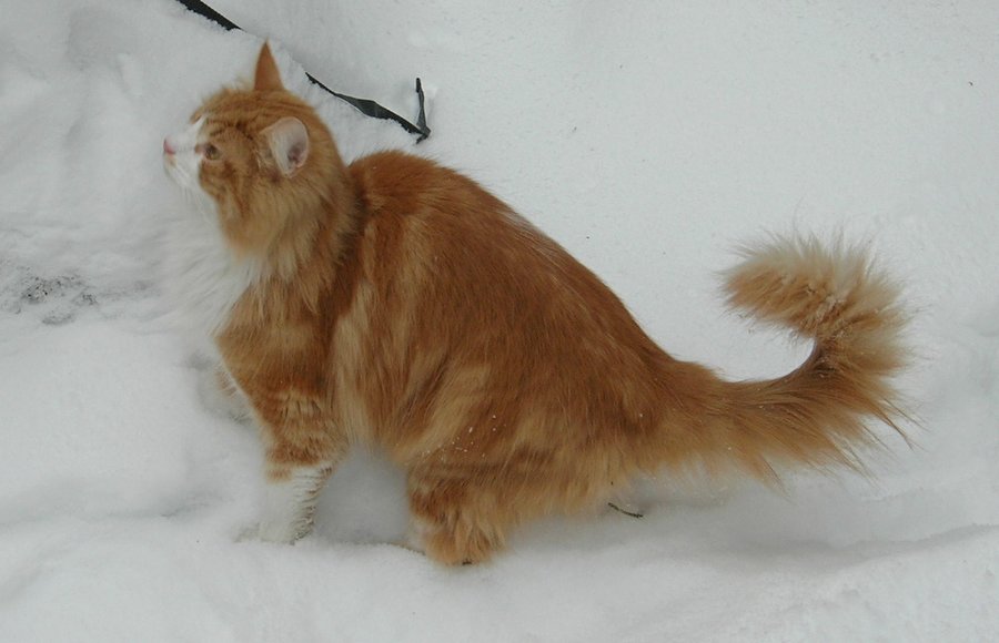 ノルウェージャンフォレストキャット。厚い長毛をもつ大型の猫の写真