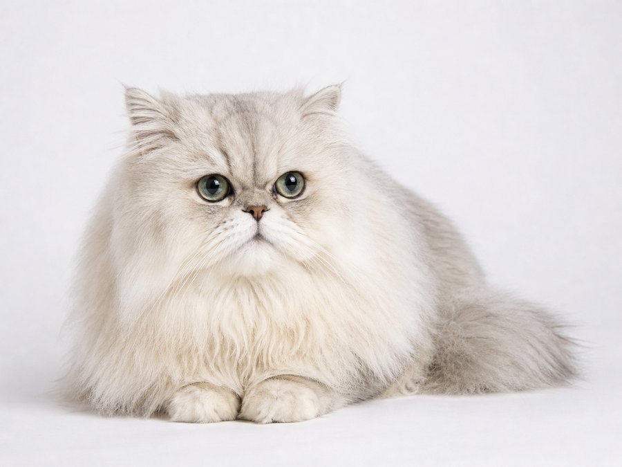 ペルシャ猫。長い被毛と平たい顔をもつ猫の写真