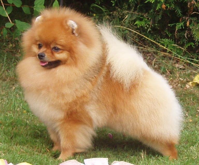 ポメラニアン。ふわふわした被毛の超小型犬の写真