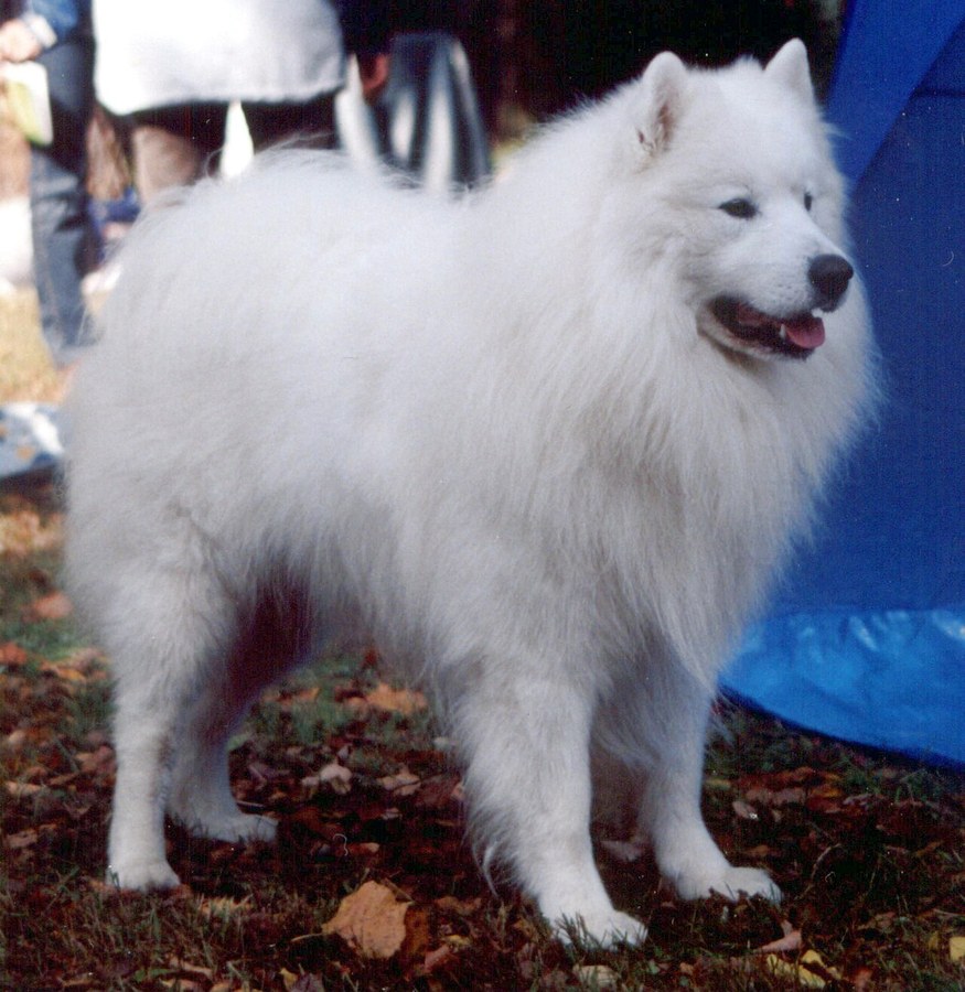 サモエド。真っ白でふわふわした被毛の中型犬が立つ写真