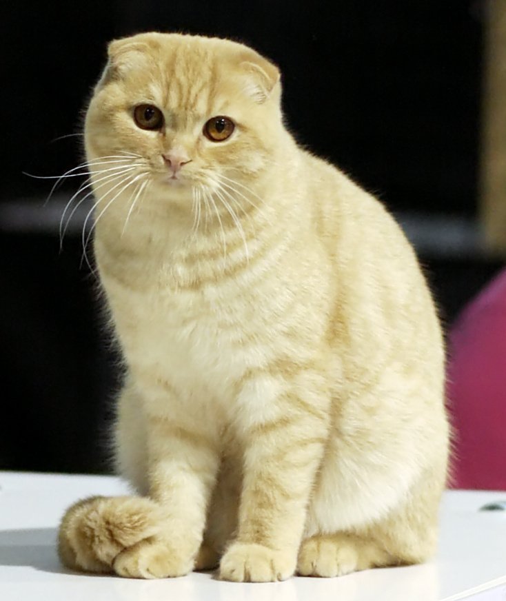 スコティッシュ・フォールド。前に折れた耳をもつ猫の写真