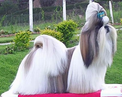 シーズー。長毛で鼻の短い小型犬の写真
