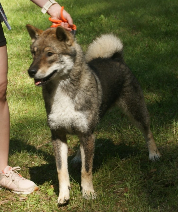 四国犬。胡麻毛の中型犬が草地に立つ写真