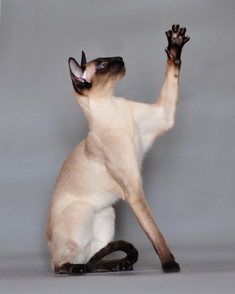 シャム猫。クリーム色の体と濃い色の顔・耳・脚をもつ猫の写真