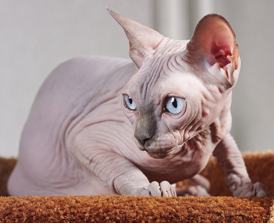 スフィンクス。被毛がなくしわの多い皮膚をもつ猫の写真