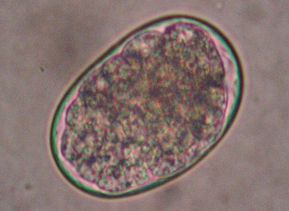 犬鉤虫の虫卵。薄い殻の楕円形で内部に分裂した細胞のかたまりが見える顕微鏡写真